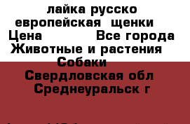лайка русско-европейская (щенки) › Цена ­ 5 000 - Все города Животные и растения » Собаки   . Свердловская обл.,Среднеуральск г.